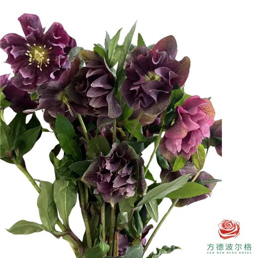 兔葵 红色 商品图0