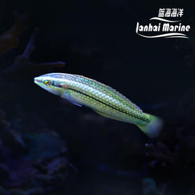 海藻龙