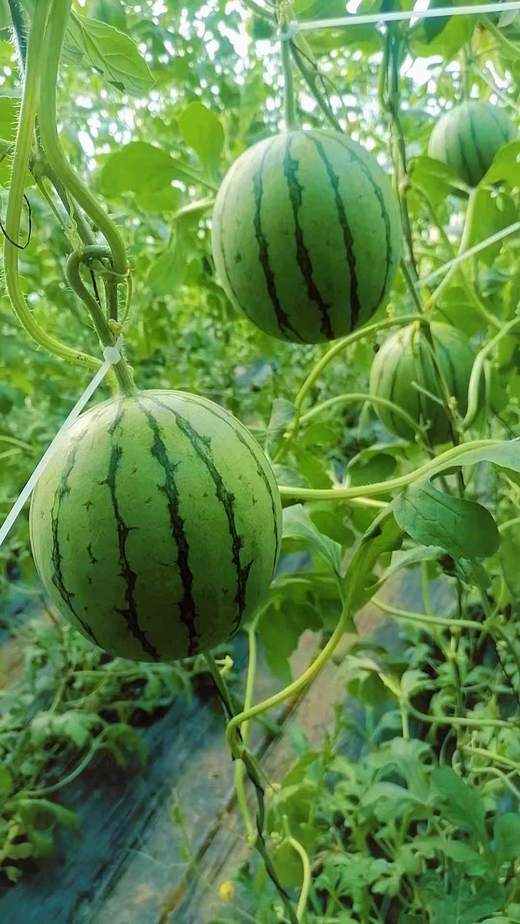 丞起小西瓜（1.5斤左右） 商品图1