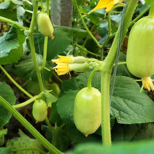 『玉女拇指小黄瓜』迷你水果黄瓜，新鲜脆嫩，饱满水润，清香可口 商品图6