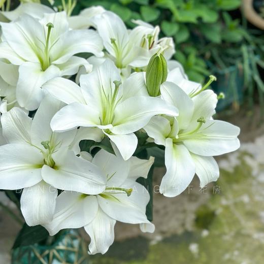 【都是大花苞！!】星光百合2头3支6朵+白天霸百合3头3支9朵 商品图3