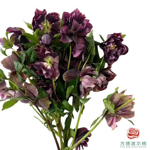 兔葵 红色 商品图1