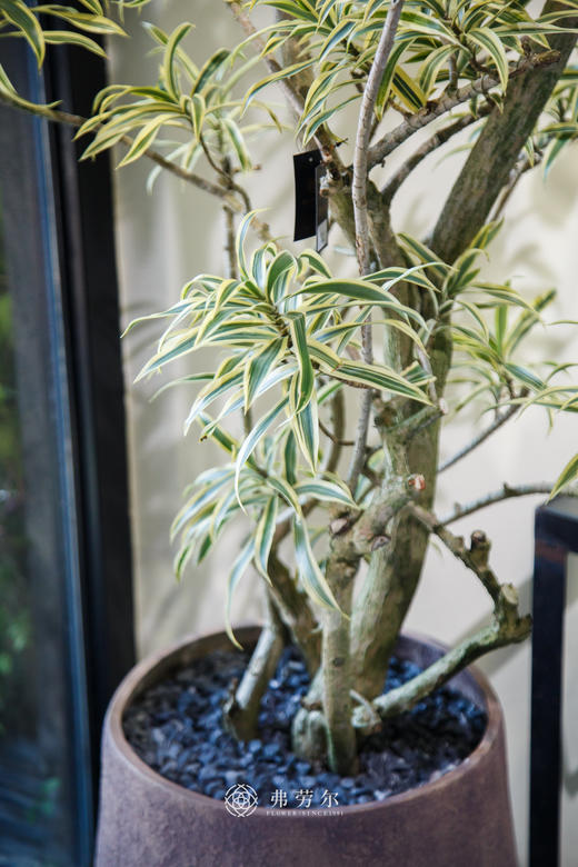 落地百合竹 商品图1