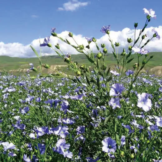 【有机亚麻籽油】地标产品、来自中国胡麻之乡、古法压榨技术、有机认证、非转基因、富含亚麻酸、健康好油！ 商品图4