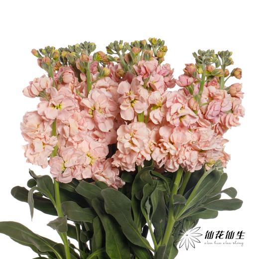 配花 ｜ 紫罗兰香槟(季节原因,把头较小.介意慎拍) 商品图0