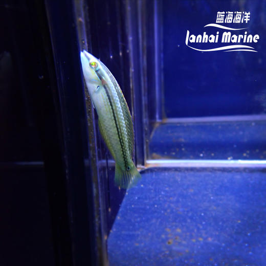 海藻龙 商品图4
