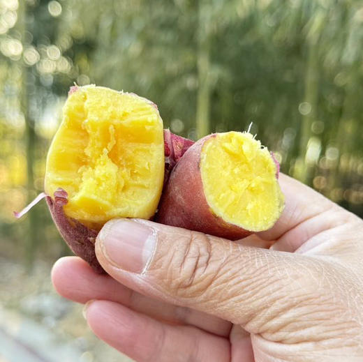 临安天目山小香薯  香、甜、粉、无筋、黄肉的 隔水蒸特好吃 商品图1