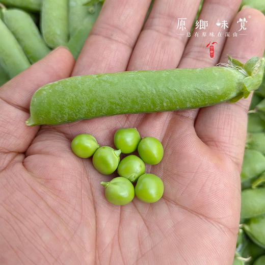 云南有机带皮豌豆（基地直发-顺丰包邮）| 3斤/件，来自云南昆明，生产者：李建平【合作生产，公平贸易】 商品图6
