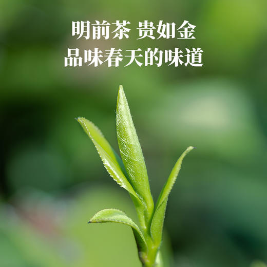 【2025年春茶】八马茶业 | 绿茶有机系列·明前龙井50克 商品图2