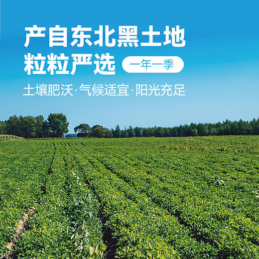 东北有机花芸豆 大粒花腰豆五谷杂粮粗粮880g/袋 商品图4