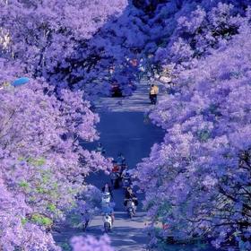 昆明市区中心地段旅居，昆明饭店3晚/7晚/15晚春城旅居￥499元/人，2人起订！住市中心占地面积大酒店，云南省首家四星涉外酒店~