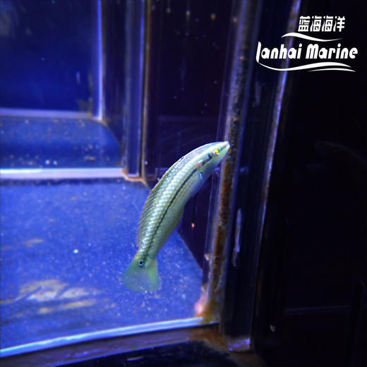 海藻龙 商品图5