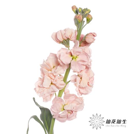 配花 ｜ 紫罗兰香槟(季节原因,把头较小.介意慎拍) 商品图2