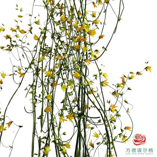 尖瓣唐菖蒲 商品图0