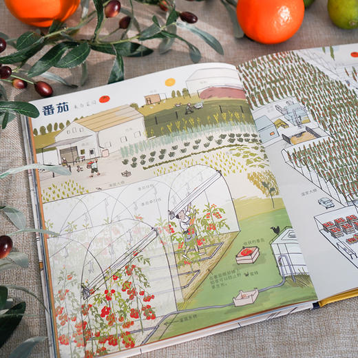 《我们的食物从哪里来》3-8岁 7种食物14个生产场景，精细分类的知识内容，为孩子实景展现身边最常见食物的来源 商品图2