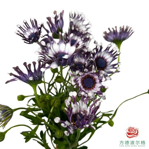 蓝目菊白芍 商品图0