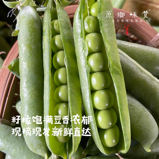 云南有机带皮豌豆（基地直发-顺丰包邮）| 3斤/件，来自云南昆明，生产者：李建平【合作生产，公平贸易】 商品图2