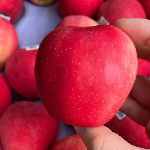 小花苹果 约500g/份（纯正的苹果味，十分香甜） 商品图1