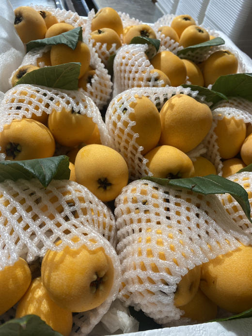 宏丰精选 云南蒙自枇杷，枇杷味浓郁，带点微酸，活动价19.8元一斤 商品图5