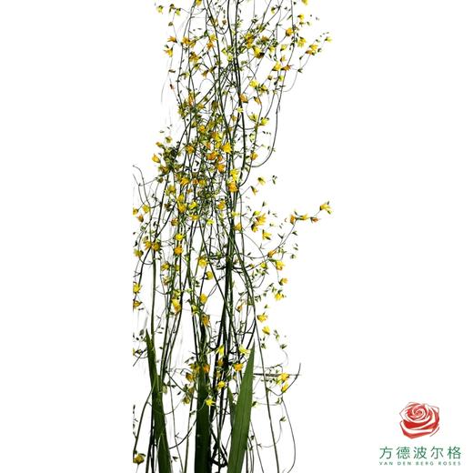 尖瓣唐菖蒲 商品图1