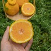 【斌哥优选 】柠檬不知火，100项0农残。一瓣一脆，爆珠口感，拥有柠檬香气的橘子。不是纯甜口感，vc含量高，果皮可泡水。四川限定应季食物。 商品缩略图4