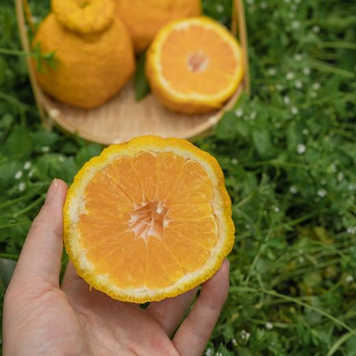 【斌哥优选 】柠檬不知火，100项0农残。一瓣一脆，爆珠口感，拥有柠檬香气的橘子。不是纯甜口感，vc含量高，果皮可泡水。四川限定应季食物。 商品图4