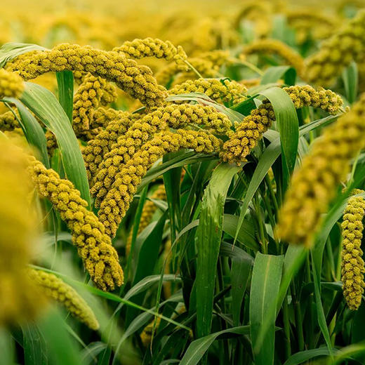 【2袋减5】【敖汉小米】来自“世界小米之乡” 8000年历史 颗粒饱满圆润 米油丰富 口感软糯 精选金苗K1原粮谷子 无添加 无染色 2.5kg装 新老包装随机发 商品图11