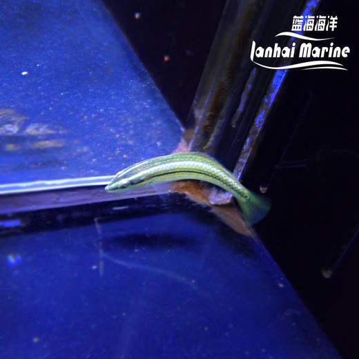海藻龙 商品图2