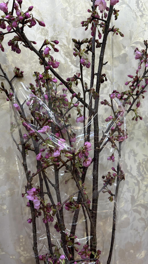 【向你微笑】国产樱花  粉色  约2-3枝/扎 商品图8