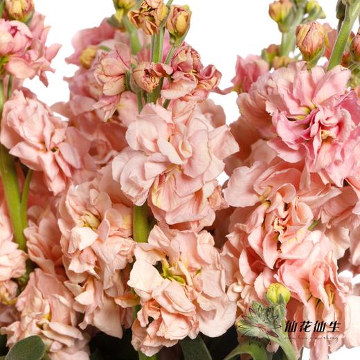 配花 ｜ 紫罗兰香槟(季节原因,把头较小.介意慎拍) 商品图1