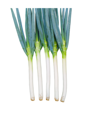 [专业种子] “荣誉”大葱种子