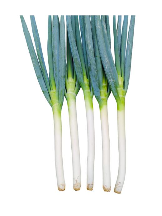 [专业种子] “荣誉”大葱种子 商品图0