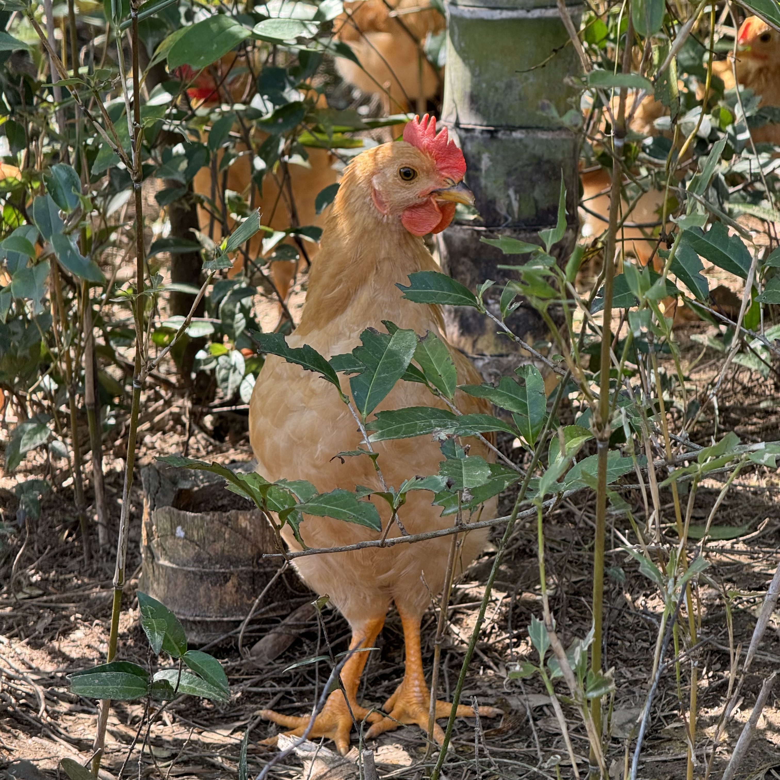 云涧竹香生态老母鸡（鲜香）