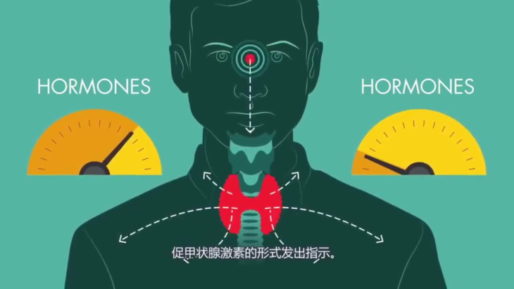 甲状腺补硒有什么好处（桥本甲状腺疾病可以补硒吗） - 硒宝网