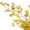 兰花 | 梦香兰黄色 商品缩略图4