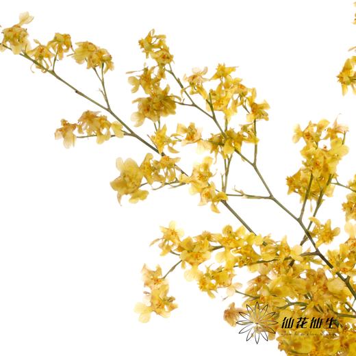 兰花 | 梦香兰黄色 商品图4