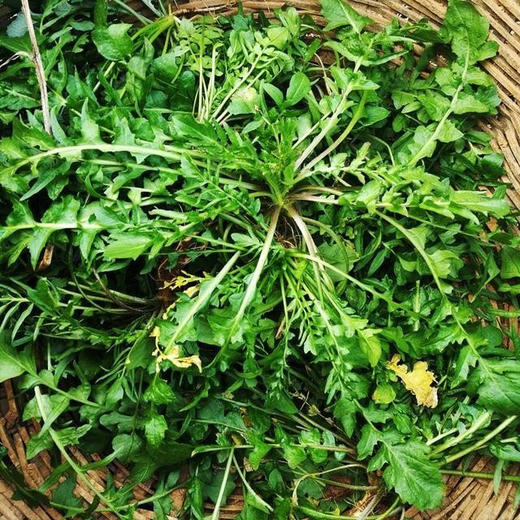 【下单后72小时发货】野生速冻荠菜2斤装左右/4斤装左右，挖来的荠菜先摘好，再洗干净，用热水烫了，控水，冷冻了发货，介意勿拍！ 商品图3