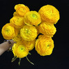新鲜鲜花  洋牡丹鲜切花10支 白色/红色/粉色/黄色/橙色（可备注送货时间） 商品缩略图5
