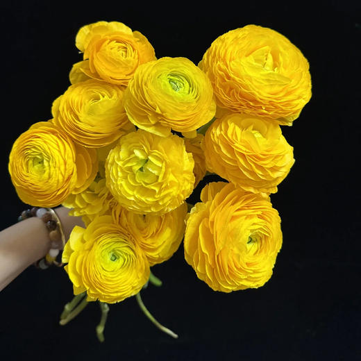 新鲜鲜花  洋牡丹鲜切花10支 白色/红色/粉色/黄色/橙色（可备注送货时间） 商品图5