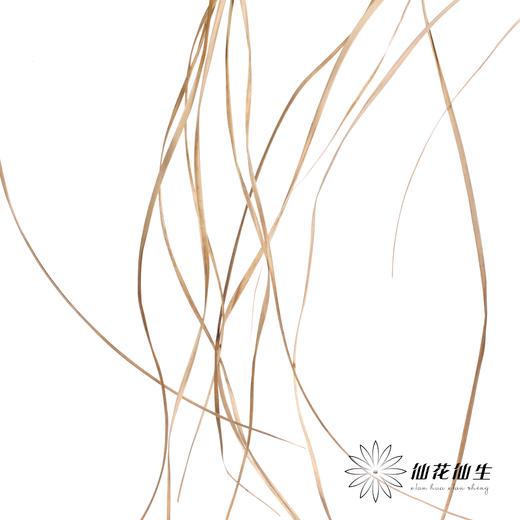 永生花 | 干芦苇叶 商品图3