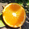 云阳伦晚脐橙，精选中大果，一箱净重10斤左右，发顺丰 商品缩略图2