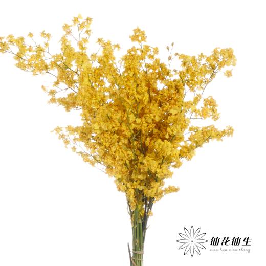 兰花 | 梦香兰黄色 商品图1