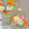 新鲜鲜花  洋牡丹鲜切花10支 白色/红色/粉色/黄色/橙色（可备注送货时间） 商品缩略图0