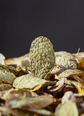 【铁皮石斛切片】胶质满满 营养丰富