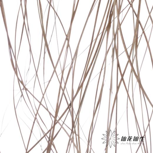 永生花材 | 干羽毛草 商品图3