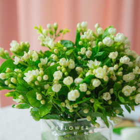 50枝 冰露茉莉 | 新客福利