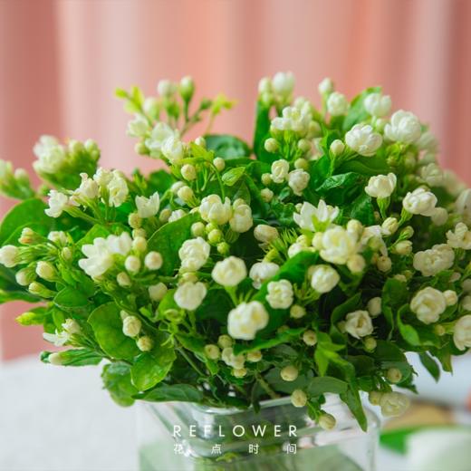 50枝 冰露茉莉 | 新客福利 商品图0