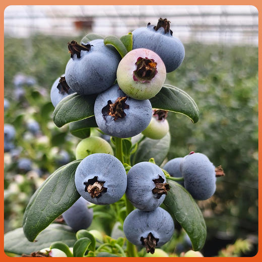 苗家圆圆云南高山蓝莓 现摘现发 应季水果脆甜多汁 自然成熟手工采摘 500g/1000g 顺丰空运（零下地区慎拍  冻坏不售后） 商品图4
