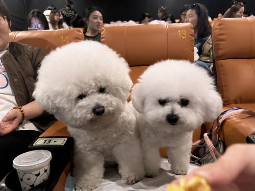 奥斯卡金融岛影城宠物友好月🐶，39.9元/一人一狗温馨观影 商品图1