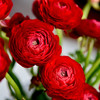 新鲜鲜花  洋牡丹鲜切花10支 白色/红色/粉色/黄色/橙色（可备注送货时间） 商品缩略图4